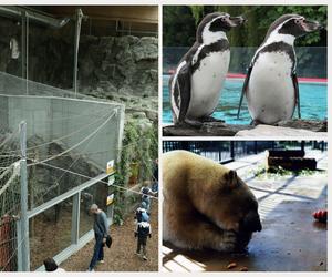 Śląski Ogród Zoologiczny ma się czym pochwalić. TOP 10 ciekawostek