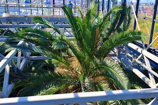 Największy daktylowiec kanaryjski w Polsce