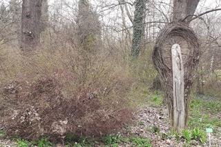 Wiosna budzi się w Arboretum w Bolestraszycach