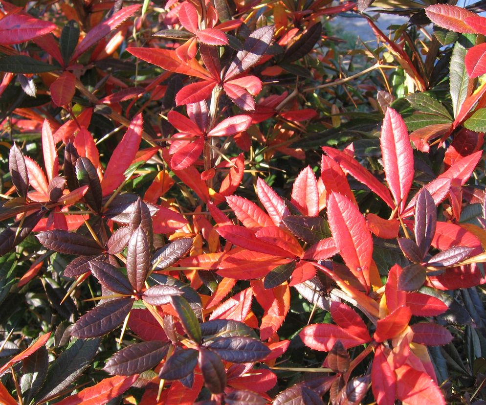 Berberys Julianny