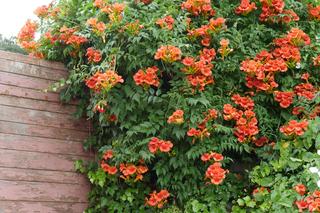 Najpiękniejsze pnącza do ogrodu. Zdjęcia