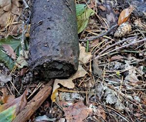 Pociski i granaty zamiast grzybów. Saperzy interweniowali podczas grzybobrania