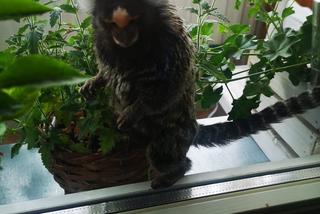 Małpka siedziała na balkonie w Chełmie