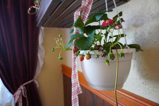 Bayer Landhaus w Katowicach 