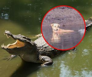 Niesamowita historia! Krokodyle uratowały psa przed niebezpieczeństwem [ZDJĘCIA]
