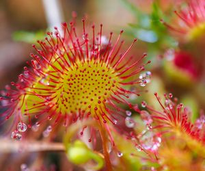 Drosera:  ozdobna roślina, która pomaga na kaszel