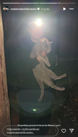 Kot Malwiny Wędzikowskiej