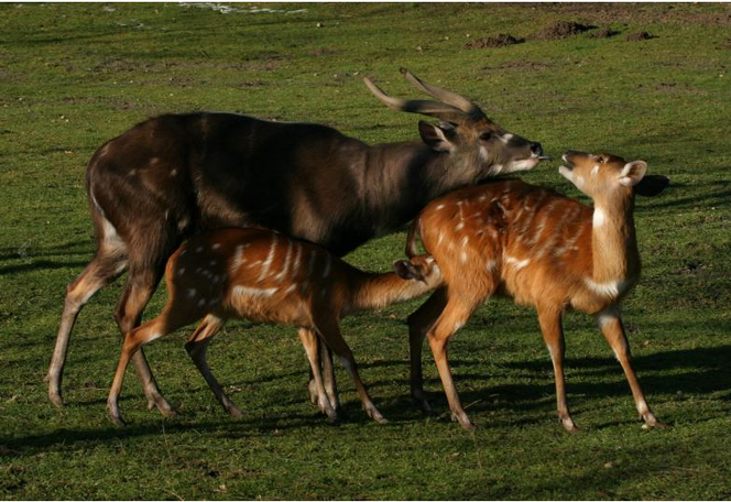 Sitatungi - to piękne antylopy. A w oliwskim zoo sitatungi słyną z wyjątkowo licznych przychówków – łącznie z dwoma nowo narodzonymi sitatungami, rodzina liczy już 14 osobników