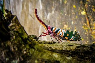 We wrześniu kolejny InsectDay w Centrum Przyrodniczym