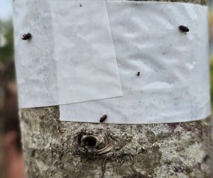 Szkodnik zaatakował drzewa w parku na Ursynowie
