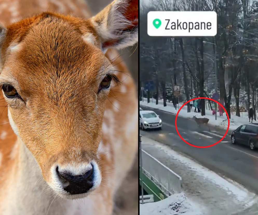 Wzorowe zachowanie dzikiej zwierzyny na zatłoczonej ulicy