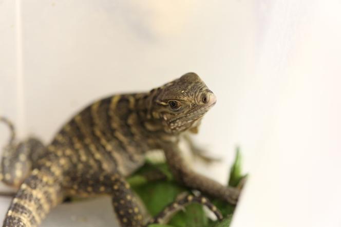 Kolejny cud narodzin w Śląskim Ogrodzie Zoologicznym. To prawdziwy baby boom!