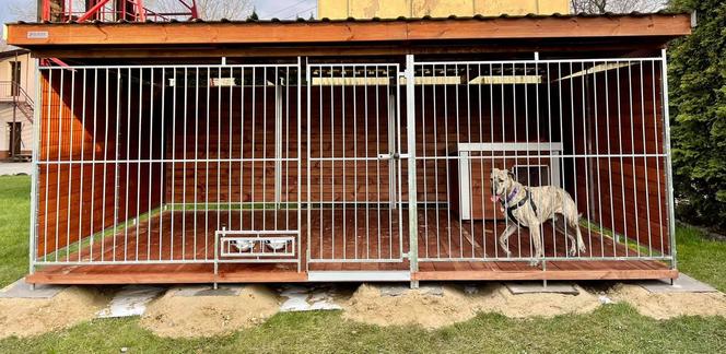 Pies w straży miejskiej