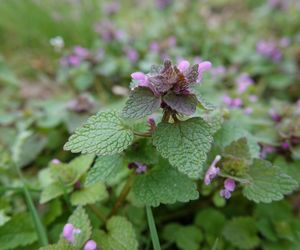Jasnota purpurowa