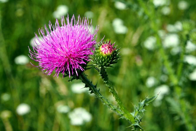 Ostropest wspomaga wątrobę dzięki sylimarynie