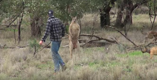 Facet uderzył kangura żeby uratować psa