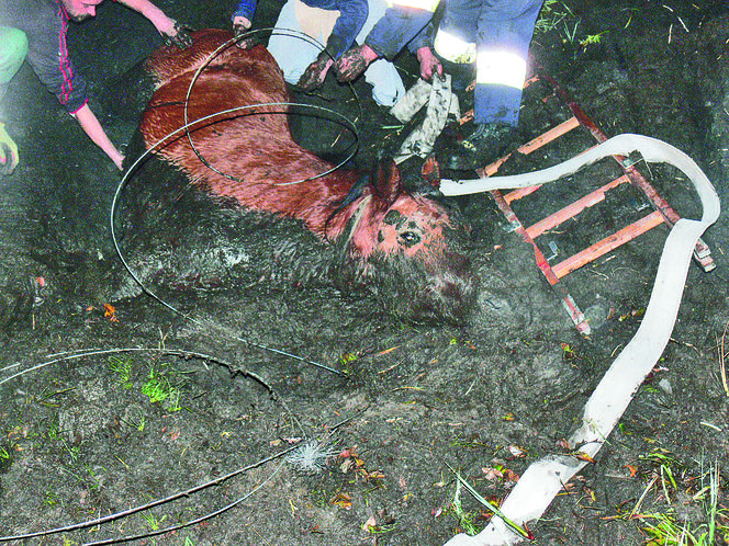 Wyciągnęli Baśkę z bagna