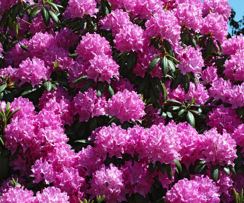 Rododendron 