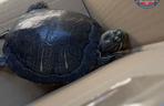Szczecinianka sprzedawała żółwie, których posiadanie jest zabronione 