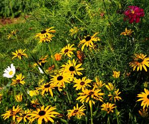 Rudbekia błyskotliwa