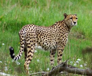 W Gdańskim ZOO rusza kampania edukacyjna Fota Bez Dzikiego Kota