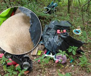 Zgroza w lesie pod Świeciem! Martwy pies w worku foliowym ze związanymi łapami. Policja szuka sprawcy bestialskiego czynu