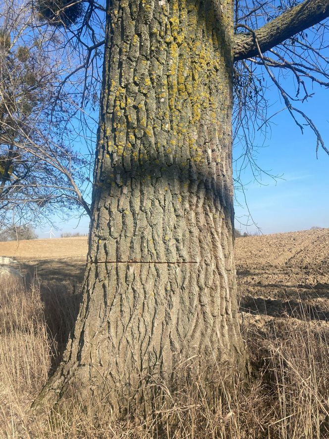   Ktoś podciął 29 dużych drzew. Mogły runąć na drogę. Sprawca poszukiwany