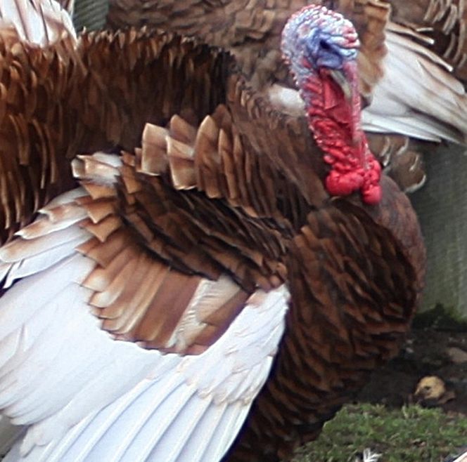 Zginął w wypadku gdy jechał po pawia 