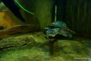 Sensacja we wrocławskim zoo. Na świat przyszły rzadkie żółwie wężoszyje 