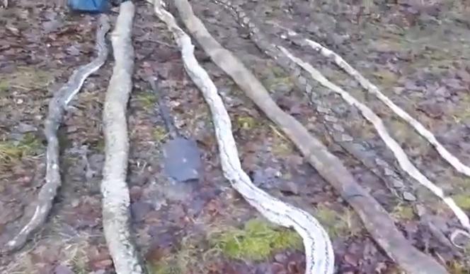 Szokujące odkrycie w Tarnowie Podgórnym! W czarnym worku było osiem węży! Policja szuka zabójcy