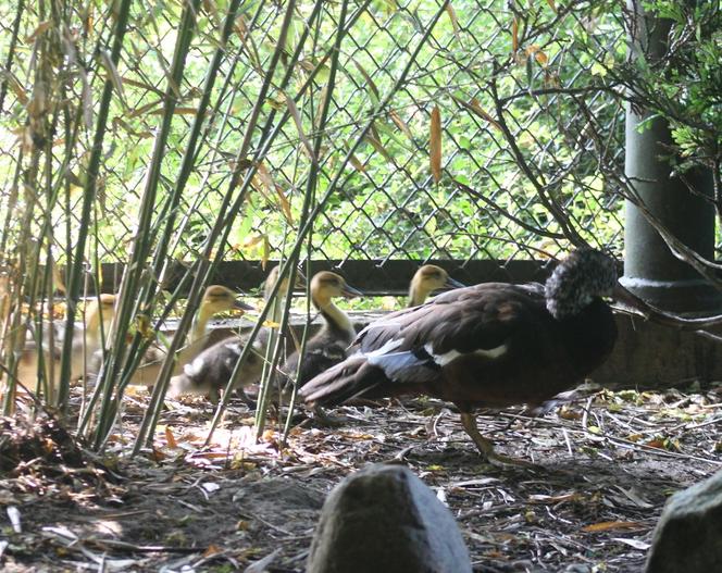 Niesamowite narodziny w warszawskim ZOO. Ten gatunek kaczki znika ze świata 