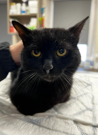 Kot do adopcji w zielonogórskim schronisku