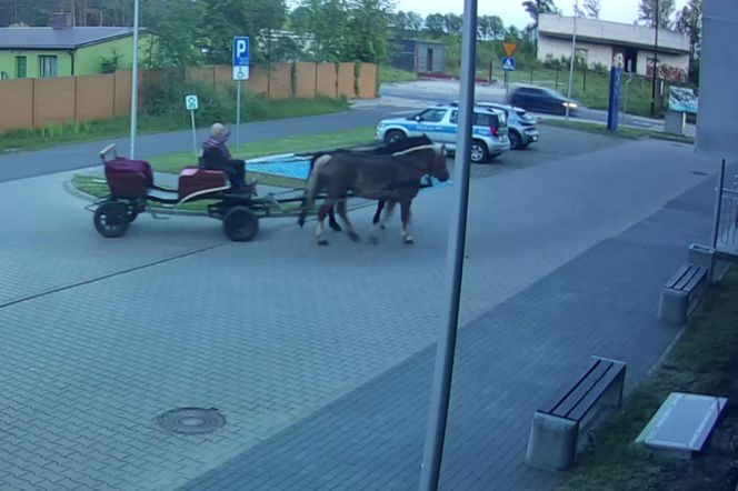 Poddębice. Wóz konny na parkingu komendy. Kierowca nietrzeźwy i z dożywotnim zakazem [ZDJĘCIA]. 