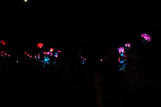 Monumentalne róże w Ogrodach Branickich robią wrażenie. Wieczorne iluminacje cieszą oczy