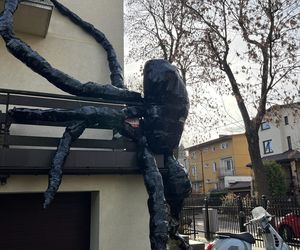 Gigantyczny pająk z plastikowych butelek ozdobił dom w Lublinie