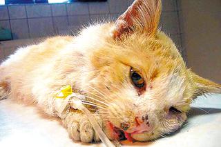 Rzucili kota mrówkom na pożarcie