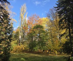 Jesień w Ogrodzie Botanicznym UKW. To ostatnia szansa na spacer wśród złotych liści!