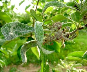 Zwalczanie mączniaka jabłoni - kiedy i jak wykonać opryski na mączniaka jabłoni