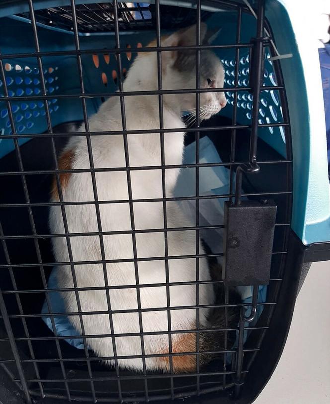 Kot aresztowany! Przemycał narKOTyki do więzienia