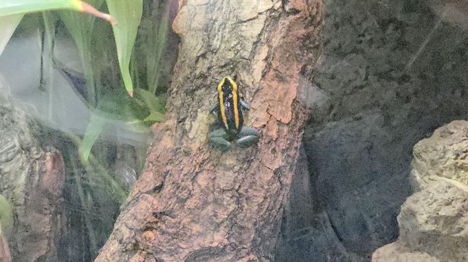 Egzotyczny świat na wyciągnięcie ręki! Zaglądamy do akwarium-terrarium w Myślęcinku