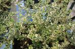 Trzmielina Fortune’a ‘Hein’s Silver’ SILVER CARPET®