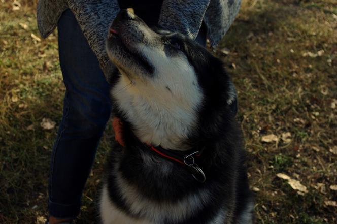 Husky opanowały Psi Park! [GALERIA]