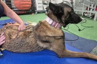 Dafne, bohaterka na czterech łapach. Bolesna diagnoza i trudna walka o zdrowie