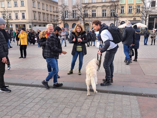 33. Finał WOŚP z grupą krakowskich Golden Retrieverów