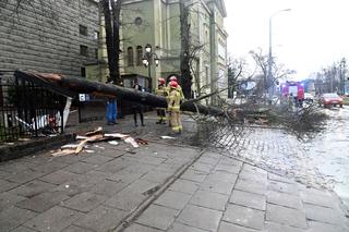 Połamane drzewa w Szczecinie