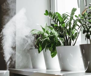 Sposoby zwiększenia wilgotności powietrza wokół roślin doniczkowych