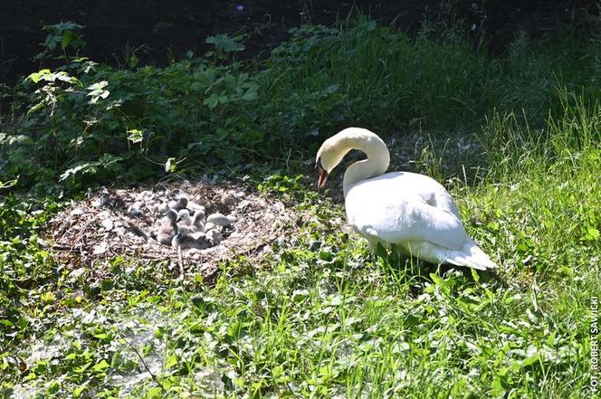 Cud narodzin w łabędzim gnieździe! W centrum Bydgoszczy wykluło się sześć piskląt [ZDJĘCIA]