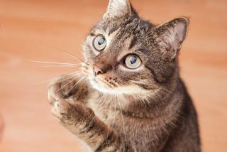 Światowy Dzień Kota