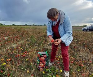 Samozbiory pomidorów na plantacji w Niewirkowie cieszą się powodzeniem