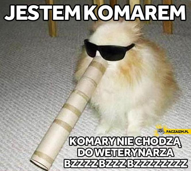 Dzień Kota 2021 - memy